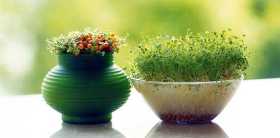 درست کردن سبزه عید برای سفره هفت سین درست کردن سبزه عید برای سفره هفت سین