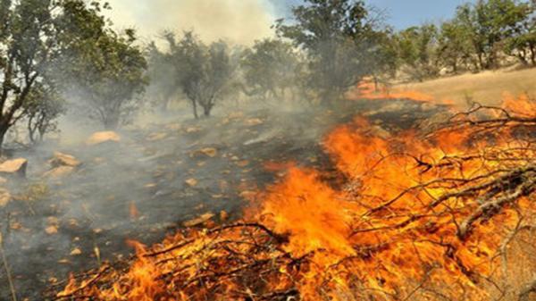 آتش سوزی 7 هکتار از اراضی منطقه حفاظت شده مند