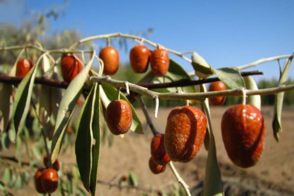 آنالیز خواص سنجد از نظر دانشمندان و طب سنتی